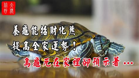 烏龜死掉擋煞|【風水烏龜】這幾點風水禁忌最需要注意 